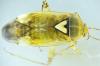 Lygus sp.